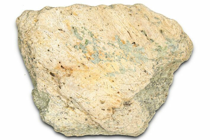 Dinosaur (Triceratops) Frill Shield Section - Montana #366626